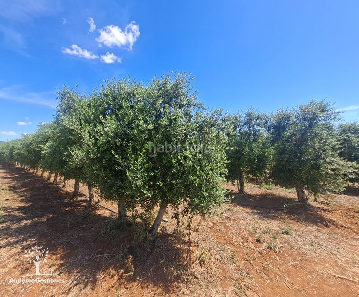 Foto dee4e13c-575a-4c4a-b72d-b4cea24882df. Finca rústica a calle juan miró 15 a Palma del Río