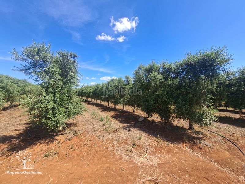 Foto f69e0088-3dfc-418d-86a1-87da625cccc2. Finca rústica a calle juan miró 15 a Palma del Río