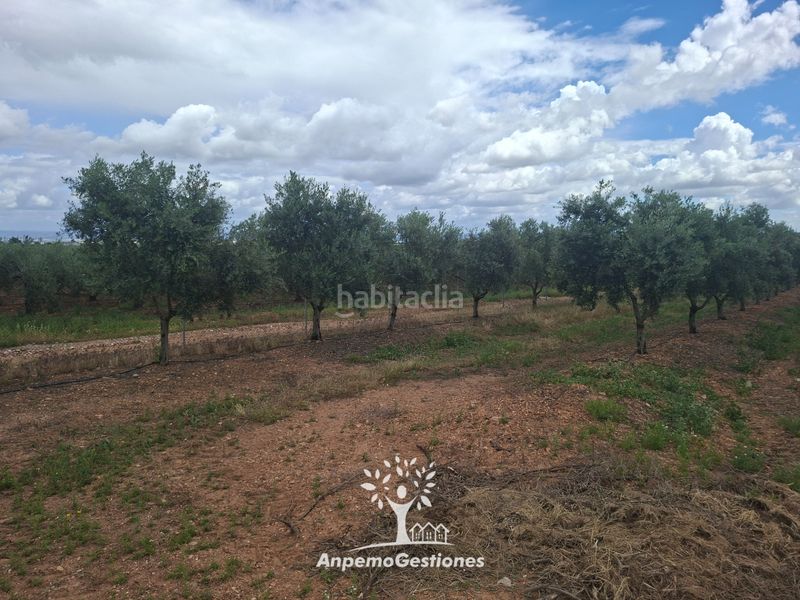 Foto 6b5a67be-9908-4599-8993-2597a9da6526. Finca rústica a calle juan miró 15 a Palma del Río