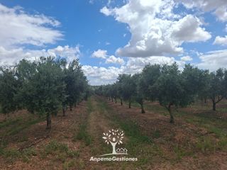 Rural plot  Calle juan miró 15. Finca olivar regadío marteño. 30 hectareas.