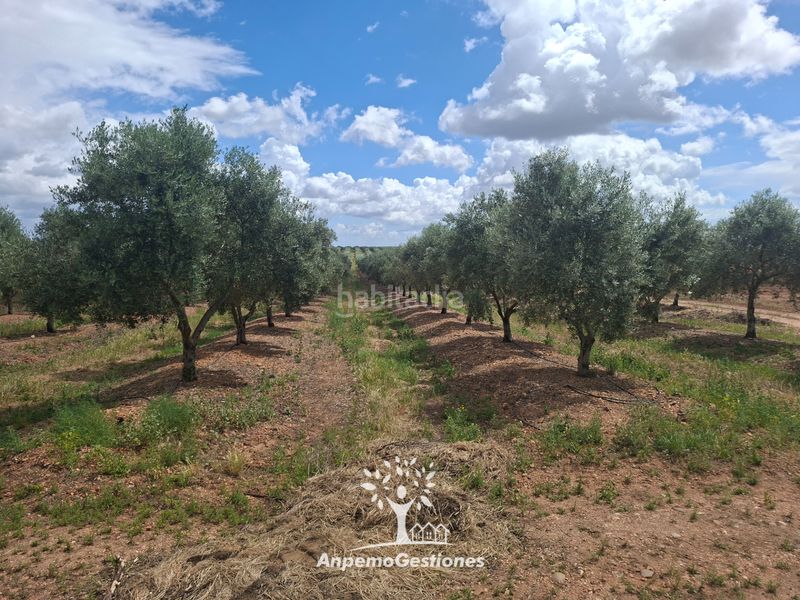 Foto d33e1602-e612-437b-b434-c3f1001f31b5. Finca rústica a calle juan miró 15 a Palma del Río