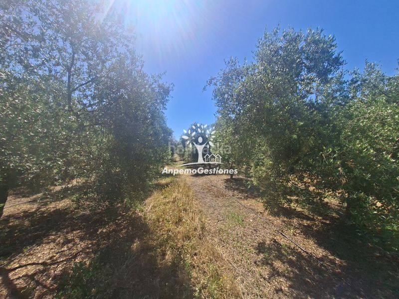 Foto 1e3d1631-6435-4736-8621-ab79d0cc0df4. Finca rústica a calle juan miró 15 a Palma del Río