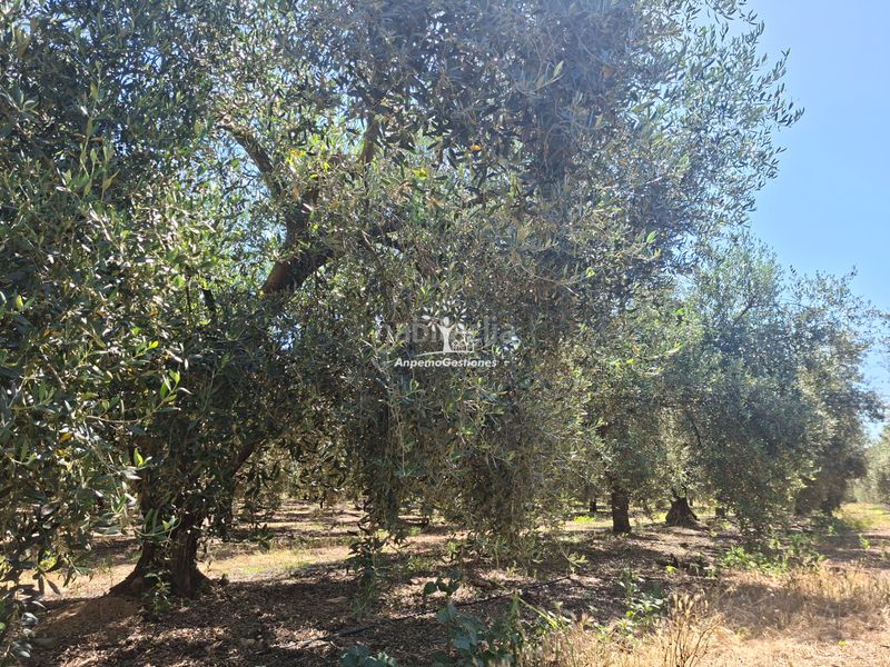 Foto 5c708a98-9d7c-4bcd-ab24-615d4da064bb. Finca rústica a calle juan miró 15 a Palma del Río