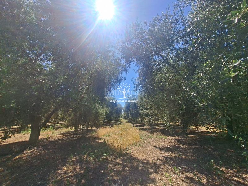 Foto 5c9433c8-0f8e-4ba6-ba59-e9dea354df87. Finca rústica a calle juan miró 15 a Palma del Río