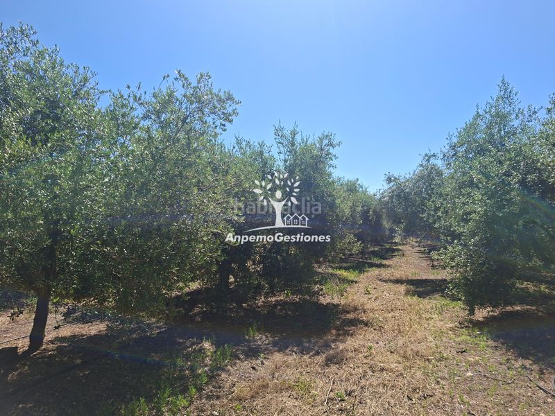 Foto 606d8ffa-6e42-47fb-844a-8b7290fe8466. Finca rústica a calle juan miró 15 a Palma del Río