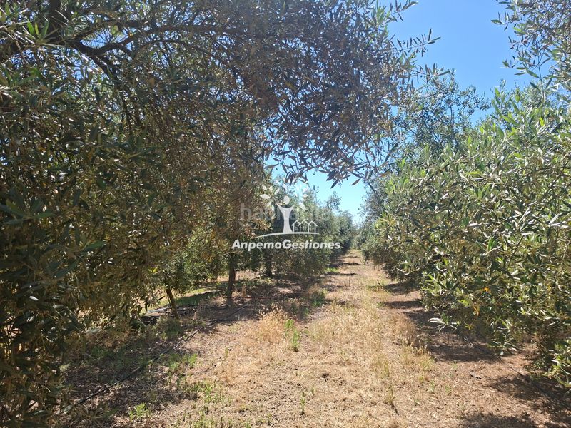 Foto 74f55347-7ab8-4c0d-b28b-3327c49129a5. Finca rústica a calle juan miró 15 a Palma del Río