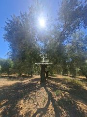 Rural plot in Calle juan miró 15. Finca 3 has olivar marteño
