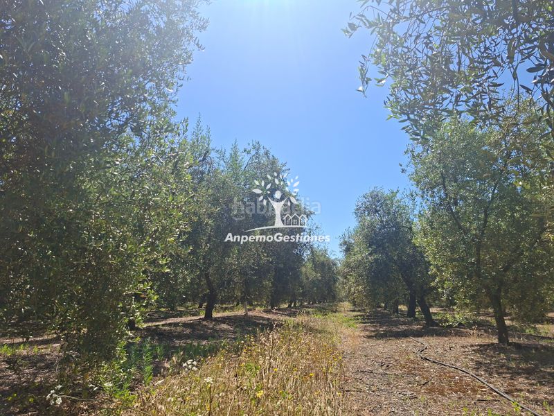 Foto abc6c17d-5a1b-4740-9453-7f4037f76313. Finca rústica a calle juan miró 15 a Palma del Río