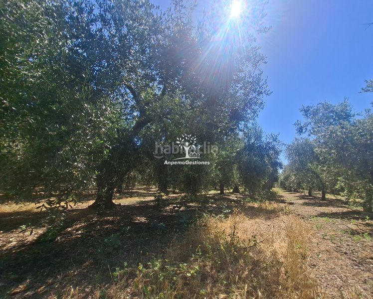 Foto f6eee10f-993c-44d5-9d42-57ff169a9b07. Finca rústica a calle juan miró 15 a Palma del Río