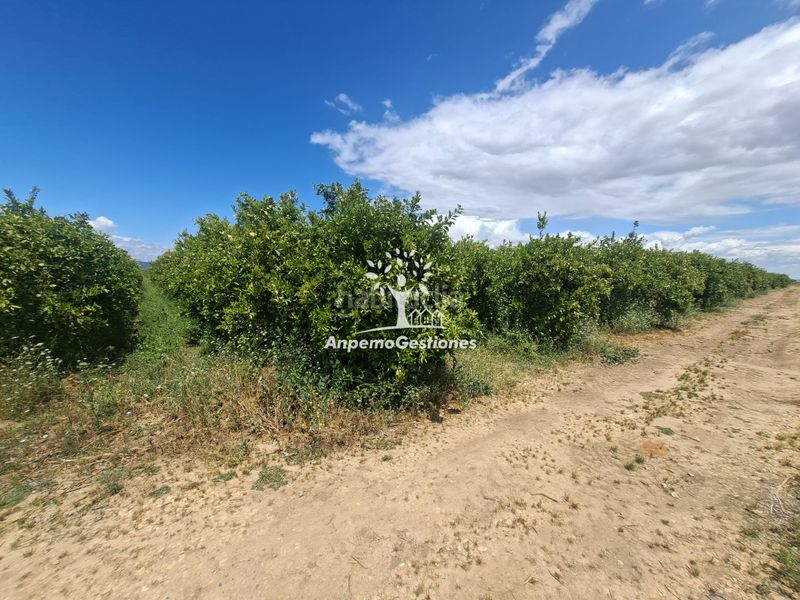 Foto a1a817b9-e00e-445b-aa2b-8f9b2b7fa09a. Finca rústica a calle juan miró 15 a Palma del Río