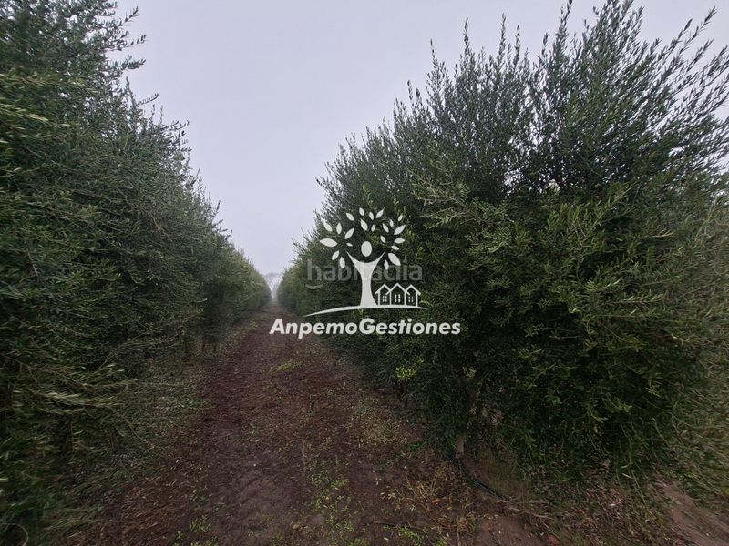 Foto 0f9e1136-25e5-487d-bb0a-80699d54bd4e. Finca rústica a calle juan miró 15 a Palma del Río