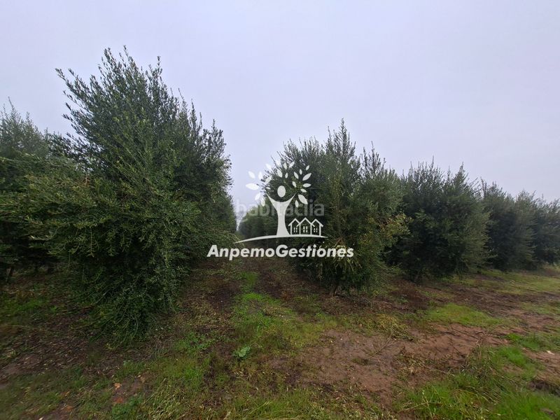 Foto 88767e89-37e2-4fbf-be81-983a6b964bf2. Finca rústica a calle juan miró 15 a Palma del Río