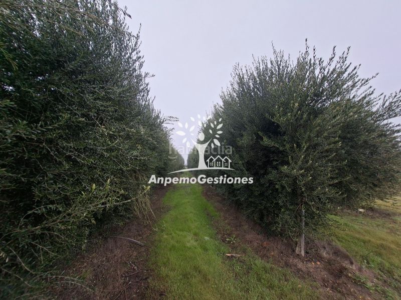 Foto a1c23566-efd6-4214-9d51-ed8a1b530154. Finca rústica a calle juan miró 15 a Palma del Río