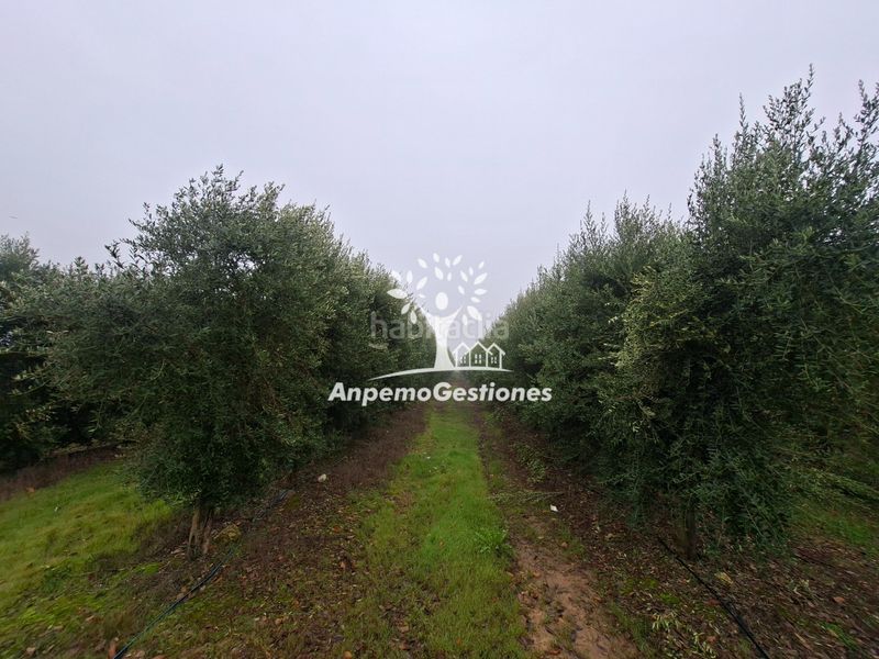 Foto b685557c-696a-4c81-ba1d-2a98b11a73ac. Finca rústica a calle juan miró 15 a Palma del Río