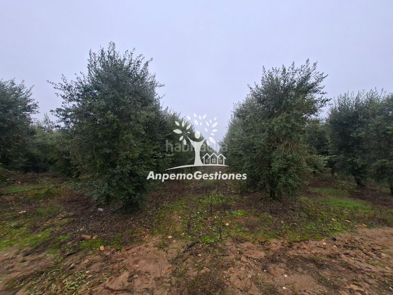 Foto c218997d-7510-4641-a37c-22983367f884. Finca rústica a calle juan miró 15 a Palma del Río