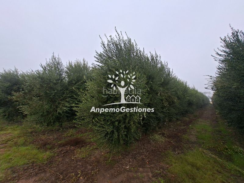 Foto e3a4e342-8b02-48a3-9488-f73f284744b7. Finca rústica a calle juan miró 15 a Palma del Río