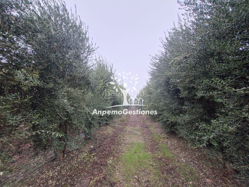 Foto e6368e0c-7cbb-41fb-836c-20f6731028e4. Finca rústica a calle juan miró 15 a Palma del Río