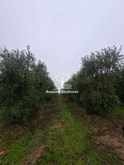 Rural plot in Calle juan miró 15. Finca olivar superintensivo. 13 hectáreas