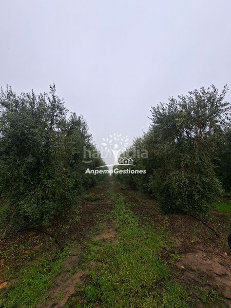Foto ea04007e-e523-4b47-8328-cfb40584e953. Finca rústica a calle juan miró 15 a Palma del Río