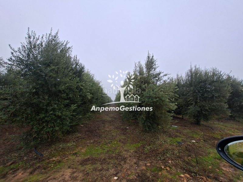 Foto ee666664-50bd-4c1b-b1c8-5471164406a5. Finca rústica a calle juan miró 15 a Palma del Río