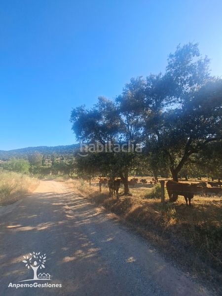 Foto 09656f35-0e00-4124-9424-9434344d33e4. Finca rústica a lugar cementerio 1 a Navas de la Concepción (Las)