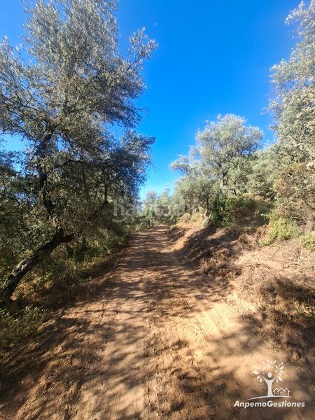 Foto 13cb335d-1557-4f5f-96c9-8c7a7d569574. Finca rústica a lugar cementerio 1 a Navas de la Concepción (Las)