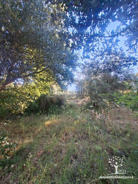 Foto 385de633-59d5-4b59-85f1-75482168a165. Finca rústica a lugar cementerio 1 a Navas de la Concepción (Las)