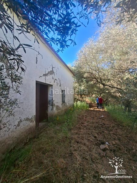 Foto 6ead3bf1-6438-4106-8bc4-c93fe4e9fbe7. Finca rústica a lugar cementerio 1 a Navas de la Concepción (Las)