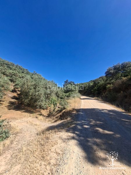 Foto cbe8e4cb-10a4-453a-a7c0-aa06d8a9a152. Finca rústica a lugar cementerio 1 a Navas de la Concepción (Las)