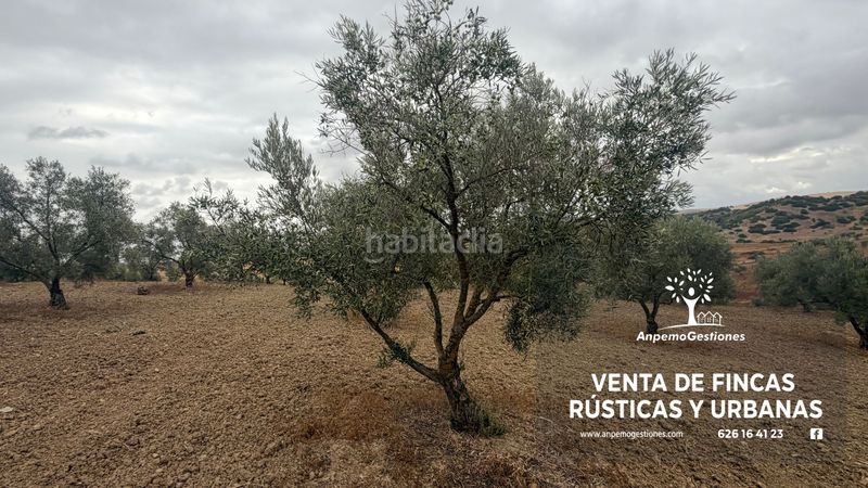 Foto f449e123-d30b-4897-be0d-0507445fdea7. Finca rústica a calle san sebastián 11 a Coronil (El)