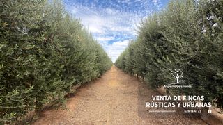 Finca rústica a Camino naves de los labradore 10. Finca olivar superintensivo regadio