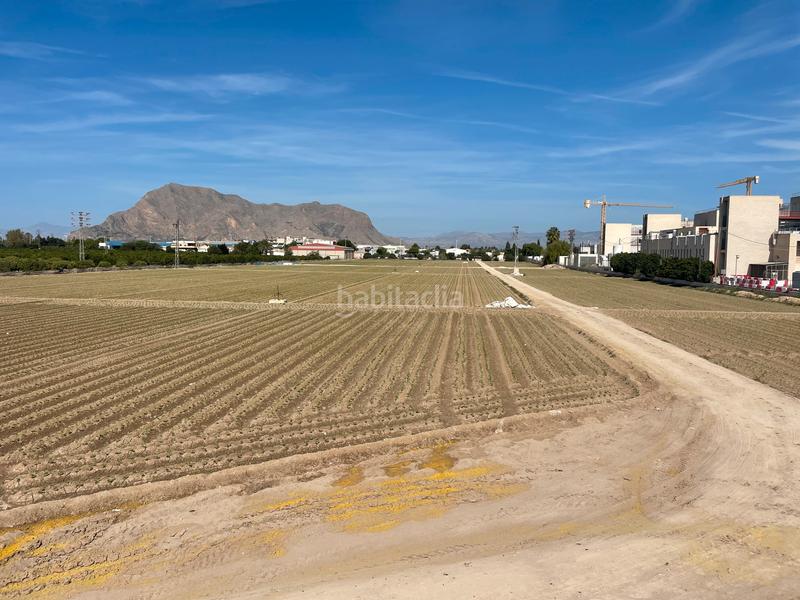 Foto 5a009e03-1def-40bb-bf5f-043e1a7a1f43. Finca rústica en carretera de almoradí 14 finca en san bartolomé en Orihuela