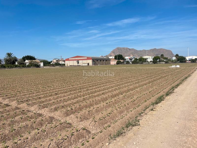 Foto 6e239903-8c63-4cf1-bdca-2f26f965bc70. Finca rústica en carretera de almoradí 14 finca en san bartolomé en Orihuela