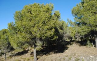 Fondo rustico in Ricote. Parcela rustica en fuente caputa