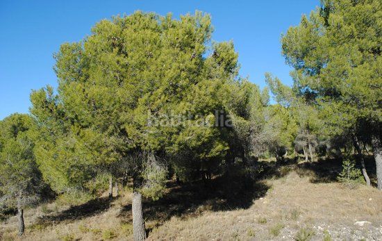 Foto 4af4c077-d8eb-4051-925d-ad2185ea4937. Finca rústica parcela rustica en fuente caputa en Ricote