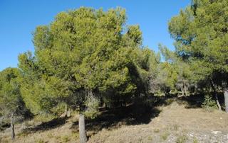 Finca rústica a N/a. Parcela rustica pinada fuente caputa