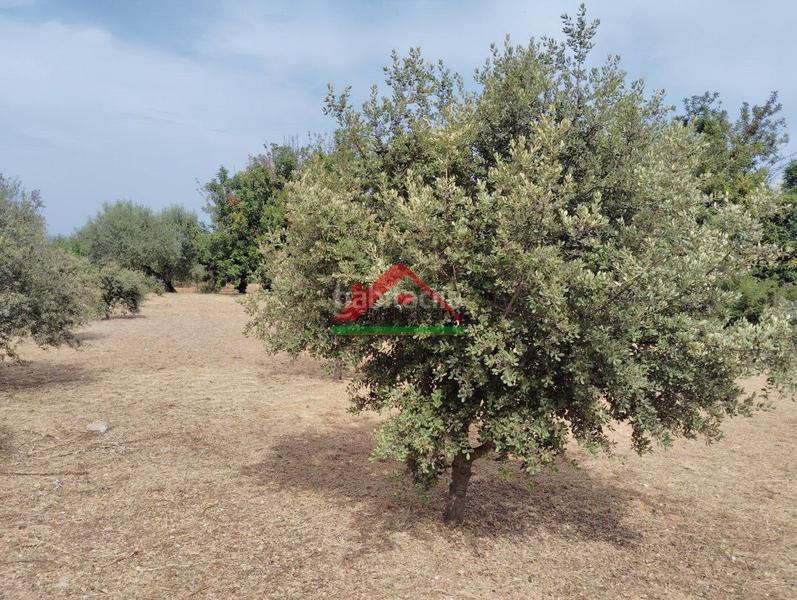 Foto cfc27571-b547-4cc3-91f7-8abd86d7e8c8. Country house in n/a 59 in Partidas de Interior - Zona Rústica Vinaròs