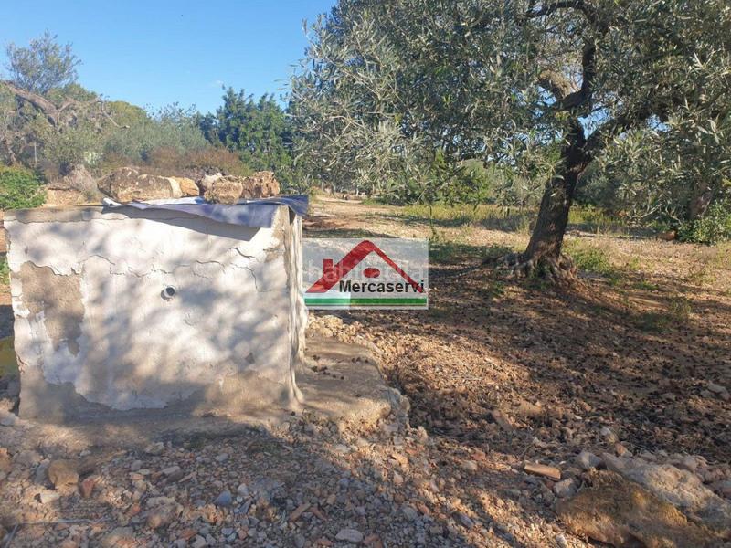 Foto 2950db25-8de1-40d4-be56-637147a5dc3c. Terrain résidentiel dans Alcanar
