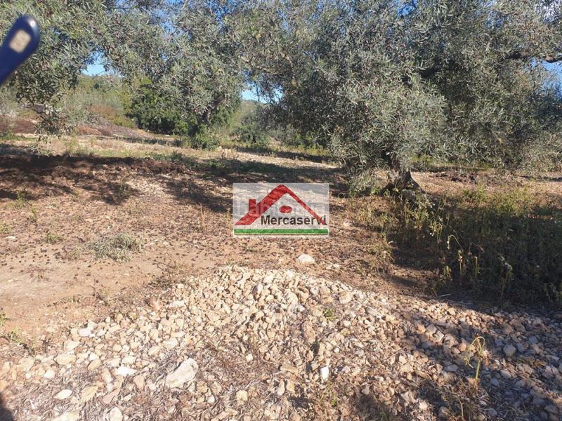 Foto 571da476-7d36-4147-8a48-b2545dec183b. Terrain résidentiel dans Alcanar