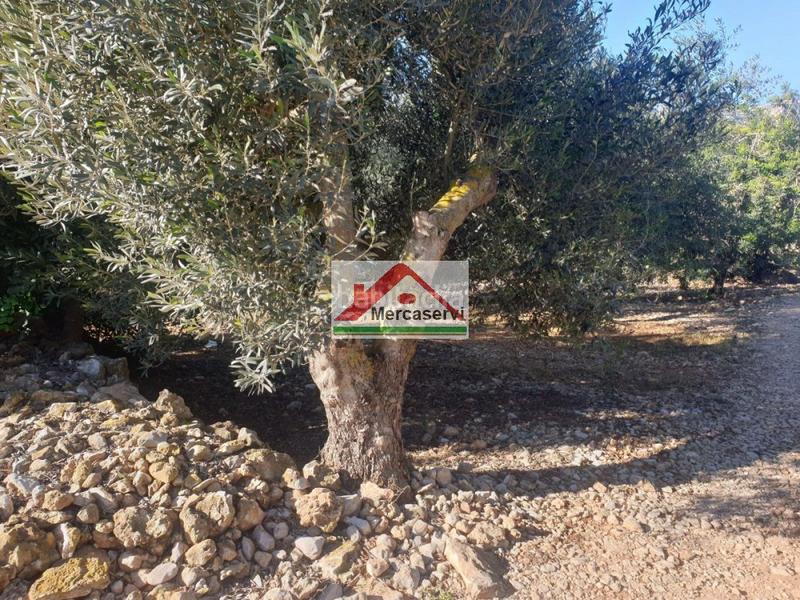 Foto bd6c45ff-e8a2-49ed-b03f-b5d6633306ca. Terrain résidentiel dans Alcanar