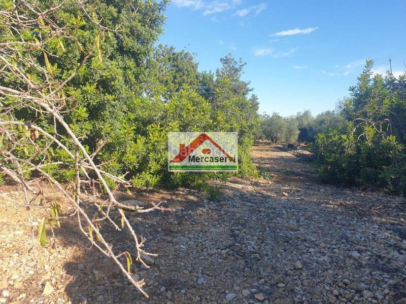 Foto cb4f5321-999c-489c-860d-391ce62e5811. Terrain résidentiel dans Alcanar