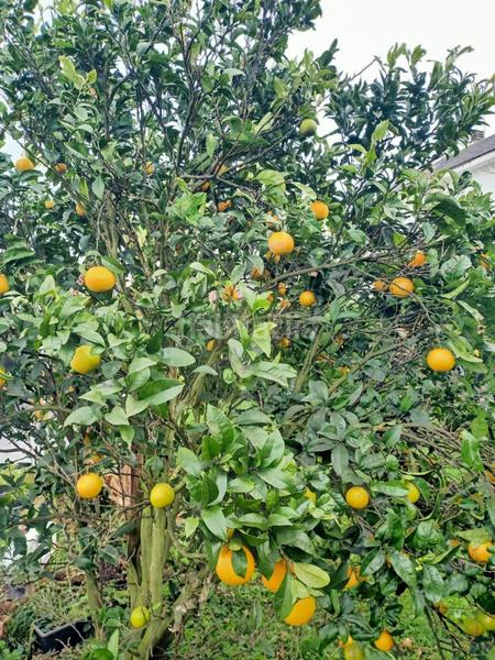 Foto fbb797b3-b84e-423e-ab84-089d9059db04. Casa aparellada amb calefacció aparcament a Mortera Piélagos