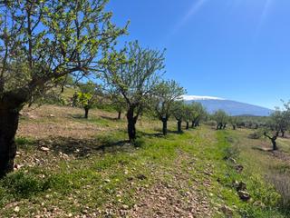 Finca rústica  Camino de la sierra. Finca de almendros en padul