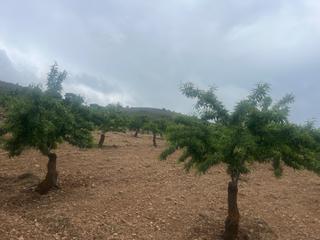 Finca rústica  Camino de la sierra. Finca de almendros en padul