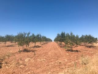 Finca rústica a Padul. Finca de almendros en padul - carretera de la cabra