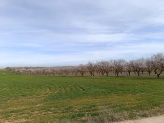Finca rústica  Avenida de andalucía. Finca de almendros en carretera de la cabra - padul