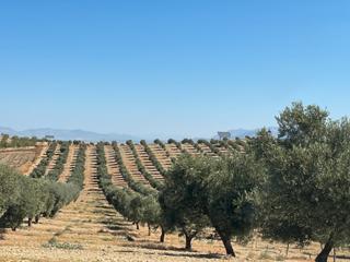 Finca rústica  Avenida de andalucía. Lote de fincas de olivos en padul - granada
