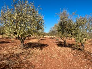 Finca rústica  Avenida de andalucía. Finca de almendros en padul