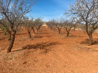 Finca rústica  Avenida de andalucía. Finca de almendros en padul - zona de cerro hacho