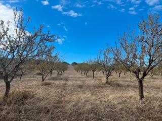Finca rústica  Avenida de andalucía. Finca de almendros en padul - granada
